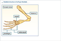 Skeletal structure of a frog's forelimb