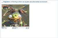 Adaptations of the frog to life in an aquatic and a terrestrial environment