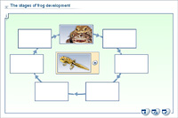 The stages of frog development