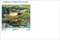 Adaptations of reptiles to terrestrial life