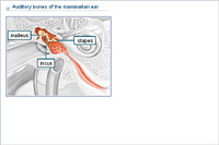 Auditory bones of the mammalian ear
