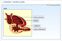 Vertebrates – circulatory system