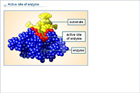 Active site of enzyme