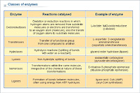 Classes of enzymes