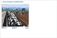 Role of enzymes in animal fodder