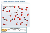 Complex molecules in catabolic processes