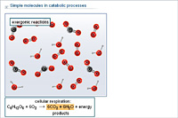 Simple molecules in catabolic processes