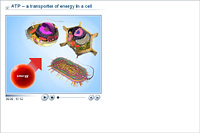 ATP – a transporter of energy in a cell