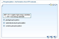 Phosphorylation – the formation of an ATP molecule