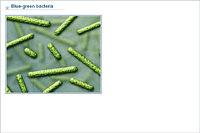 Blue-green bacteria