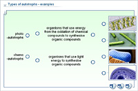 Types of autotrophs - examples