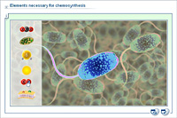 Elements necessary for chemosynthesis