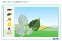 Elements necessary for photosynthesis