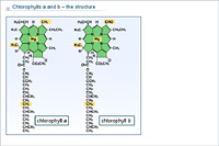 Chlorophylls a and b – the structure