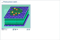 Photosystems I and II