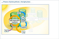 Phases of photosynthesis – the light phase