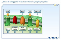 Elements taking part in the cyclic and the non-cyclic phosphorylation