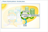 Phases of photosynthesis – the dark phase