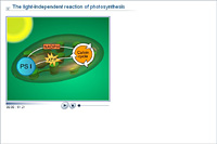 The light-independent reaction of photosynthesis