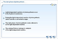 The dark phase of photosynthesis