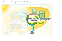 Phases of photosynthesis - the Calvin cycle