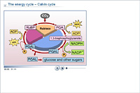 The energy cycle – Calvin cycle