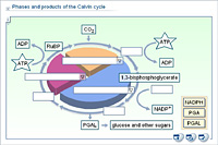 Phases and products of the Calvin cycle