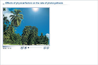 Effects of physical factors on the rate of photosynthesis