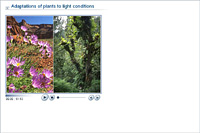 Adaptations of plants to light conditions