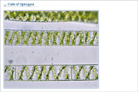 Cells of Spirogyra