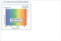 The action spectrum of photosynthesis