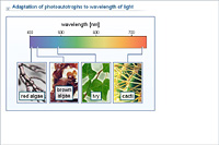 Adaptation of photoautotrophs to wavelength of light