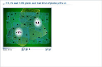 C3; C4 and CAM plants and their kind of photosynthesis
