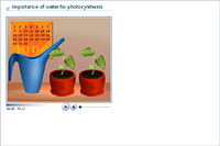 Importance of water for photosynthesis