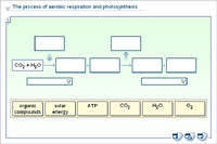 The process of aerobic respiration and photosynthesis