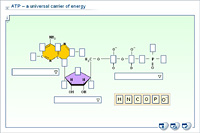 ATP – a universal carrier of energy