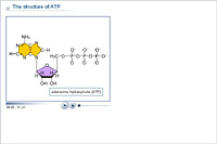 The structure of ATP