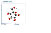 Synthesis of ATP