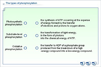 The types of phosphorylation