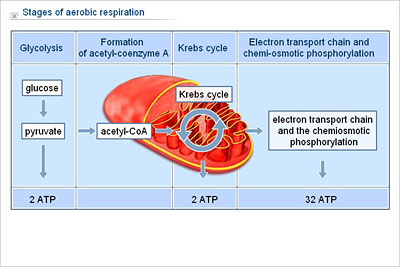 Biology - Upper Secondary - Ydp - Illustration - Stages Of Aerobic 