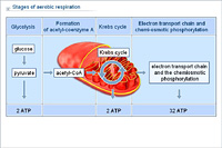 Stages of aerobic respiration