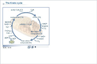 The Krebs cycle