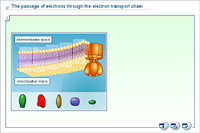 The passage of electrons through the electron transport chain