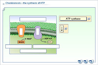 Chemiosmosis – the synthesis of ATP