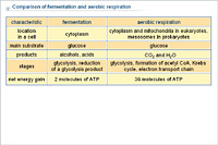 Comparison of fermentation and aerobic respiration