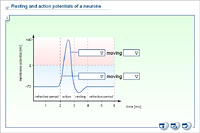 Resting and action potentials of a neurone