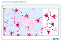 Functional arrangement of neurones
