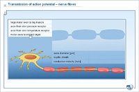 Transmission of action potential – nerve fibres