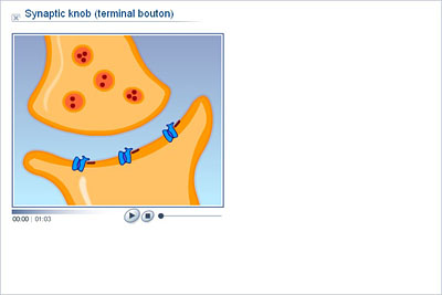 Biology - Upper Secondary - YDP - Animation - Synaptic knob (terminal  bouton)