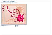 Axo-dendritic synapse